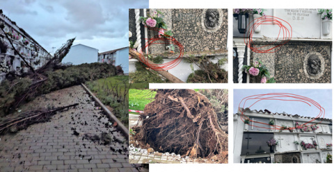 La caída de un ciprés por el temporal causa daños en varios nichos del Cementerio de Montijo