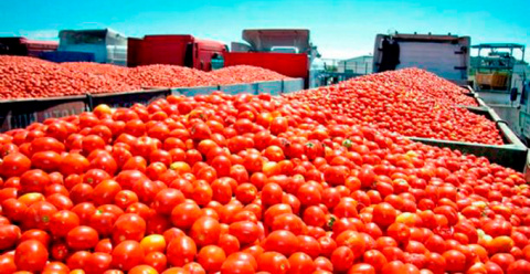 UPA-UCE denuncia el intento de la industria privada de pagar precios ruinosos a los productores de tomate
