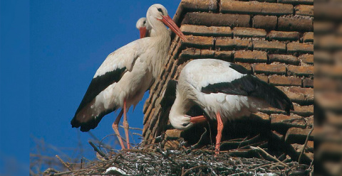Pareja de cig&uuml;e&ntilde;as blancas. SEO/BirdLife