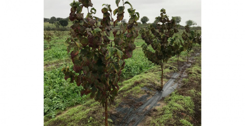 La Junta habilita un trámite para que agricultores y ganaderos comuniquen daños causados por los temporales en sus explotaciones