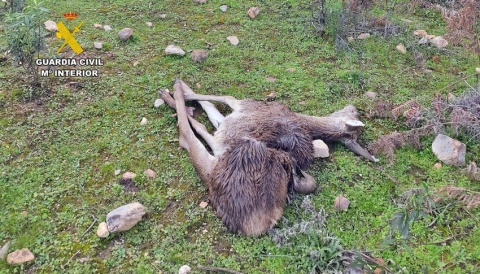 La Guardia Civil investiga a un vecino de Calamonte por un delito contra la fauna