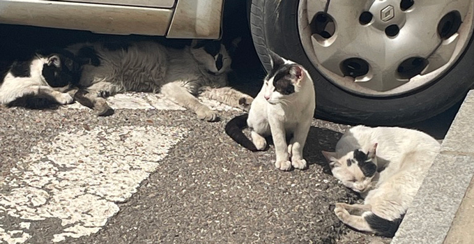 El Ayuntamiento de Montijo procederá a labores de control de la colonia felina en la zona de Plaza Senador G. Piñero