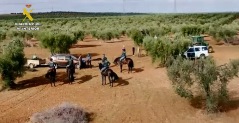 Se reducen casi un 30 % los robos y hurtos de aceitunas en la provincia de Badajoz
