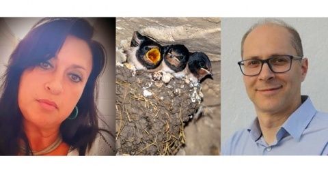 Foto golondrinas Freepik