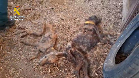 La Guardia Civil halla 32 perros muertos por inanición en una finca de Badajoz